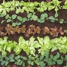 Quick Growing Salad Collection (90 Plants) Organic