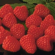 Raspberry Autumn Bliss (pack of 6 canes)