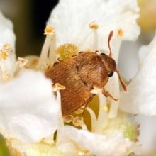 Raspberry Beetle Trap & Lures