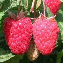 Raspberry Cascade Delight (Pack of 6 Canes) Raspberry Cascade Delight (Pack of 6 Canes)