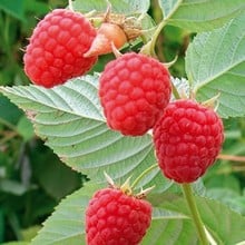 Raspberry Glen Doll (pack of 6 canes) Raspberry Glen Doll (pack of 6 canes)