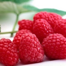 Raspberry Tadmor (pack of 6 canes)