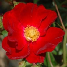 Red Flower Velvet Carpet Rose by Peter Beales