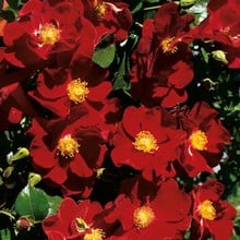 Red Flower Velvet Carpet Rose by Peter Beales Red Flower Velvet Carpet Rose by Peter Beales