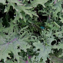 Red Russian Kale - Organic Plant Packs