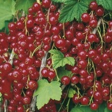 Redcurrants Junifer