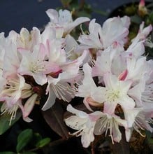 Rhododendron Ginny Gee