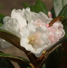 Rhododendron Hydon Velvet