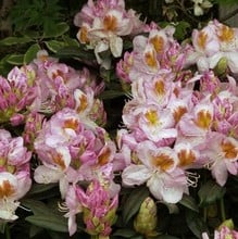Rhododendron Mrs Lowinsky