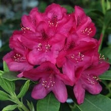 Rhododendron Nova Zembla