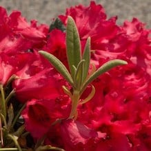 Rhododendron Titian Beauty