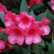 Rhododendron Winsome