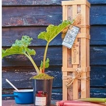 Rhubarb Crown and Jam Gardeners Gift Set