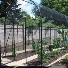 Roman Arch Fruit Cage