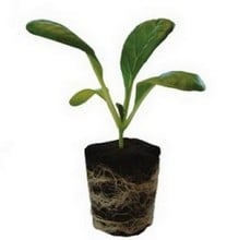 Root!t Natural Rooting Sponges Refill (50 pack) Root!t Natural Rooting Sponges Refill (50 pack)