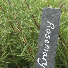Rosemary (3 Plants) Organic Rosemary (3 Plants) Organic