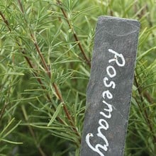 Rosemary (3 Plants) Organic