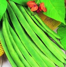 Runner Beans Enorma - Organic Plant Packs