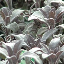 Sage (3 Plants) Organic