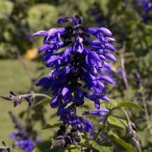 Salvia guaranitica Black and Blue