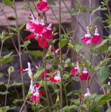 Salvia x jamensis Hot Lips