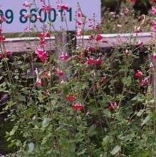 Salvia x jamensis Hot Lips
