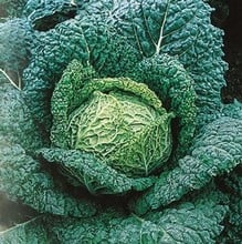 Savoy Cabbage Vertus - Organic Plant Packs Savoy Cabbage Vertus - Organic Plant Packs