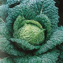 Savoy Cabbage Vertus - Organic Plant Packs