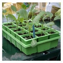 Seed Tray Growing