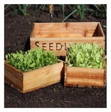 Seed Tray Set