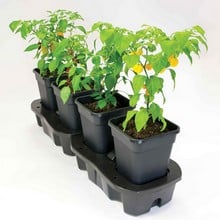 Self Watering Quadgrow Planter