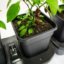 Self Watering Quadgrow Planter