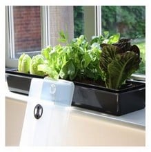 Self Watering Windowsill Propagator Self Watering Windowsill Propagator