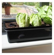 Self Watering Windowsill Propagator Self Watering Windowsill Propagator