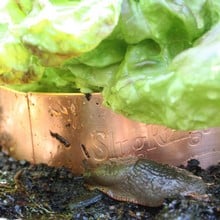 Slug Copper Rings (large)