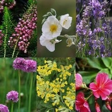 Small Perennial Collection Save 15%