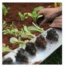 Small Vegetable Garden