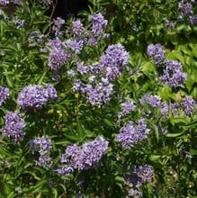 Solanum crispum Glasnevin