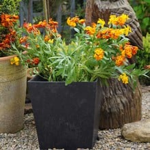 Sonata Planters