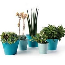 Sophie Conran Ombre Planters (Set of 5)