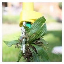 Speedy Weedy Speedy Weedy