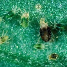 Spider Mite Control