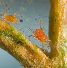 Spider Mite Killer Sachets