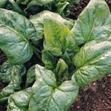 Spinach Perpetual - Organic Plant Packs