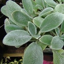 Stachys lanata Silver Carpet