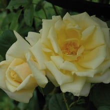 Stamford's Sanctuary - Climbing Rose by Peter Beales