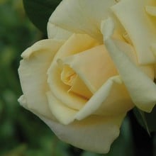 Stamford's Sanctuary - Climbing Rose by Peter Beales