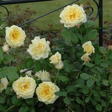 Stamford's Sanctuary - Climbing Rose by Peter Beales