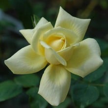 Stamford's Sanctuary - Climbing Rose by Peter Beales