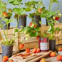 Strawberry Bed Gardeners Gift Set